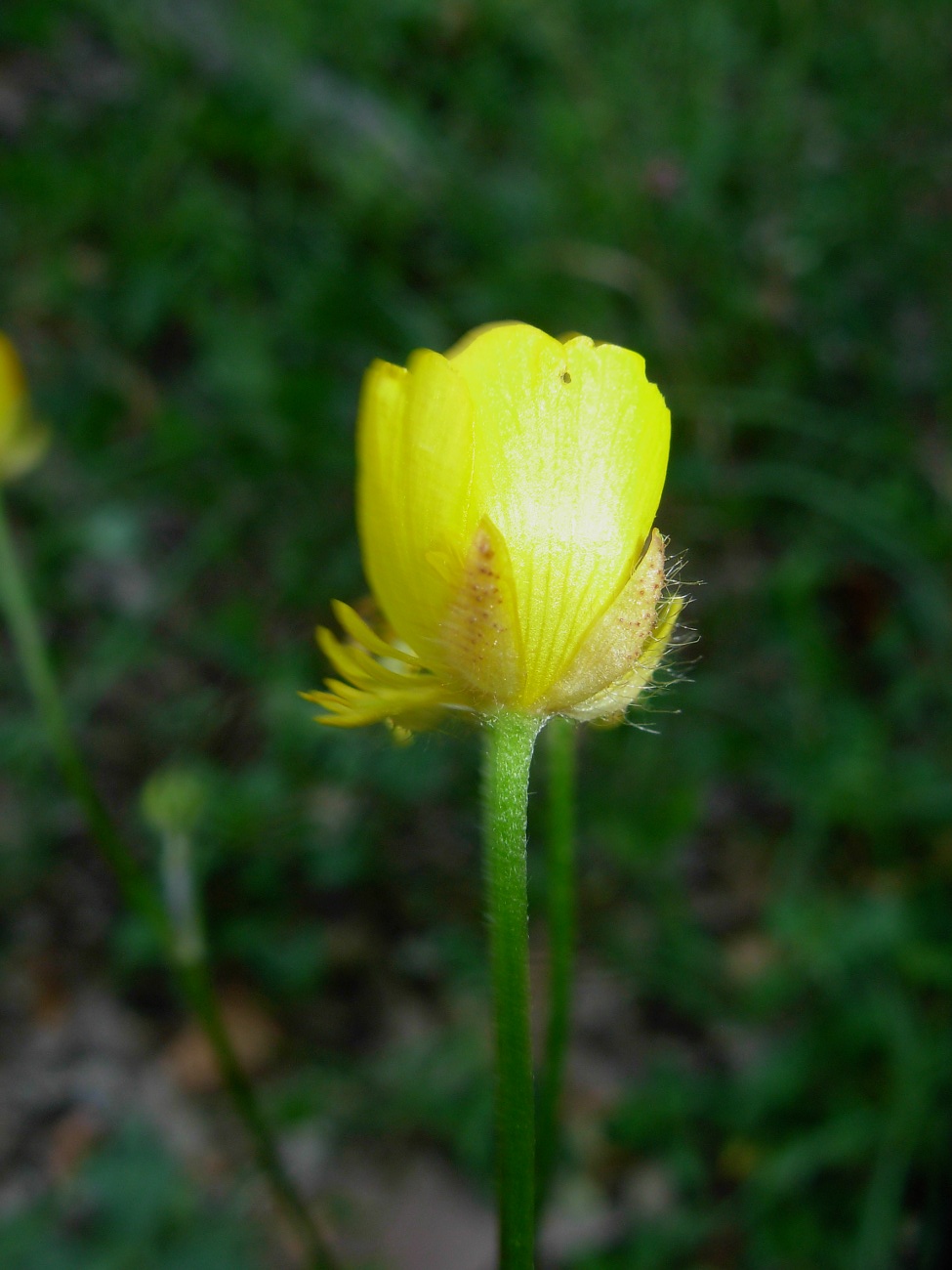 Ranunculus serpens subsp. nemorosus / Ranuncolo dei boschi